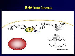 Preview of How Drosha and Dicer work in RNA interference