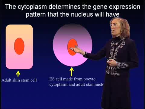 Preview of Stem Cells: Biology and Promise for Regenerative Medicine: Part 2: Tapping the Potential of Adult Stem Cells (1:17:03)